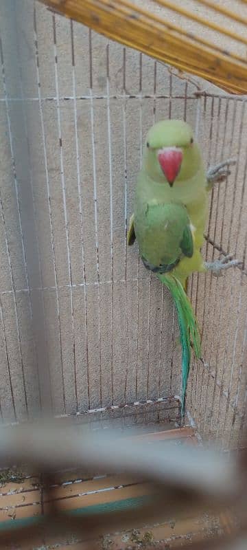 healthy and active parrot with cage 1