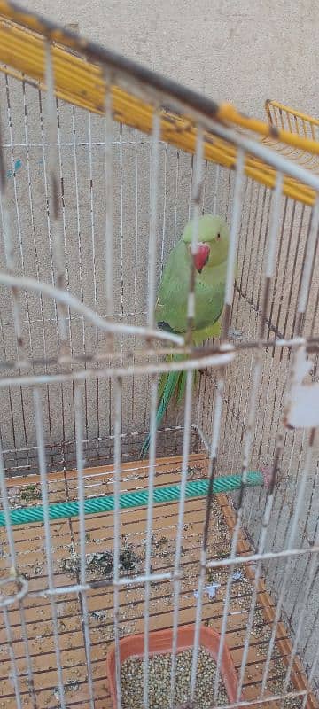 healthy and active parrot with cage 2