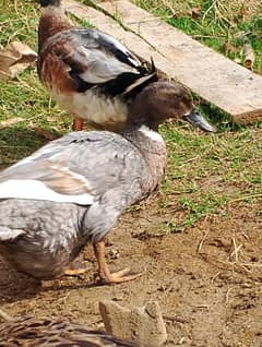 khaki Camphel ducks for sale