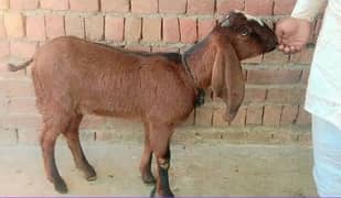 bakri | nagri bakri | pure nagri bakri |goat | goats | bakriyan