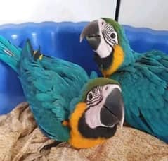 blue - macow - parrot  chicks -for sale  watsaap number 0330-7595-248-