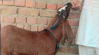 bakri | nagri bakri | pure nagri bakri |goat | goats | bakriyan