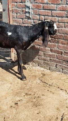 3.5kg Dood / Pure / Desi / Bakri 0323-80999-12