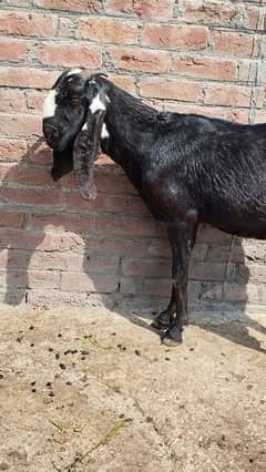 Beetal Gabban / Pure / Desi / Bakri 0323-80999-12