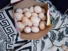 eggs for sale 2 egg paric 50