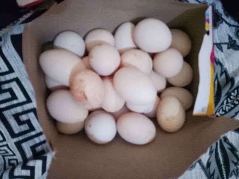 eggs for sale 2 egg paric 50 1