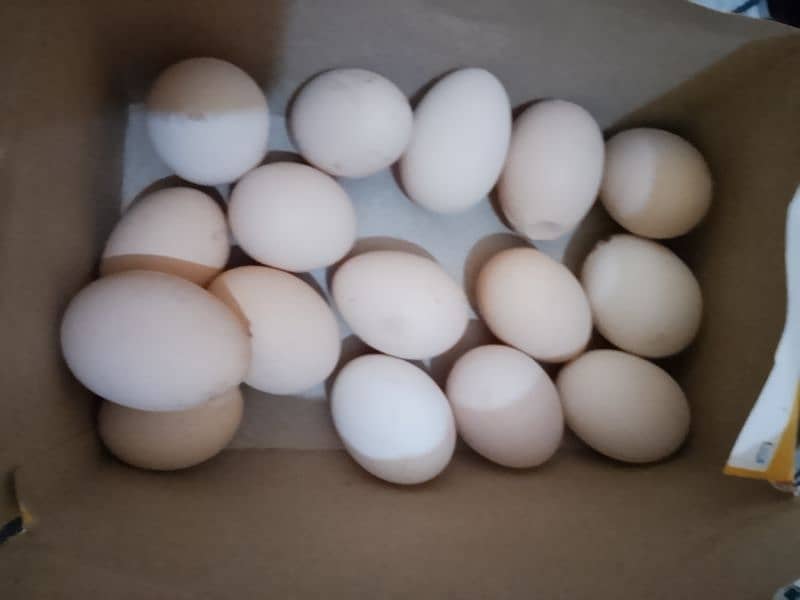 eggs for sale 2 egg paric 50 2