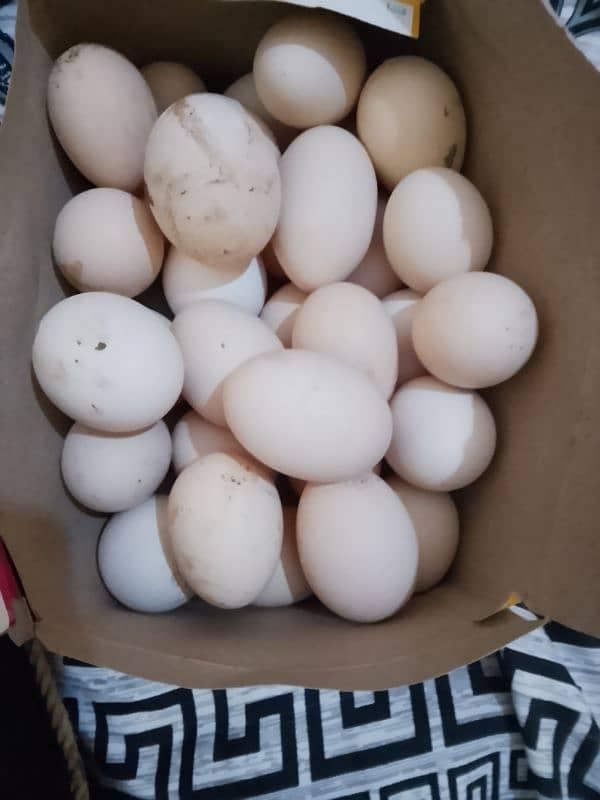 eggs for sale 2 egg paric 50 3