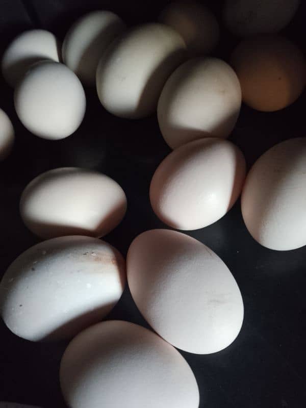 eggs for sale 2 egg paric 50 4