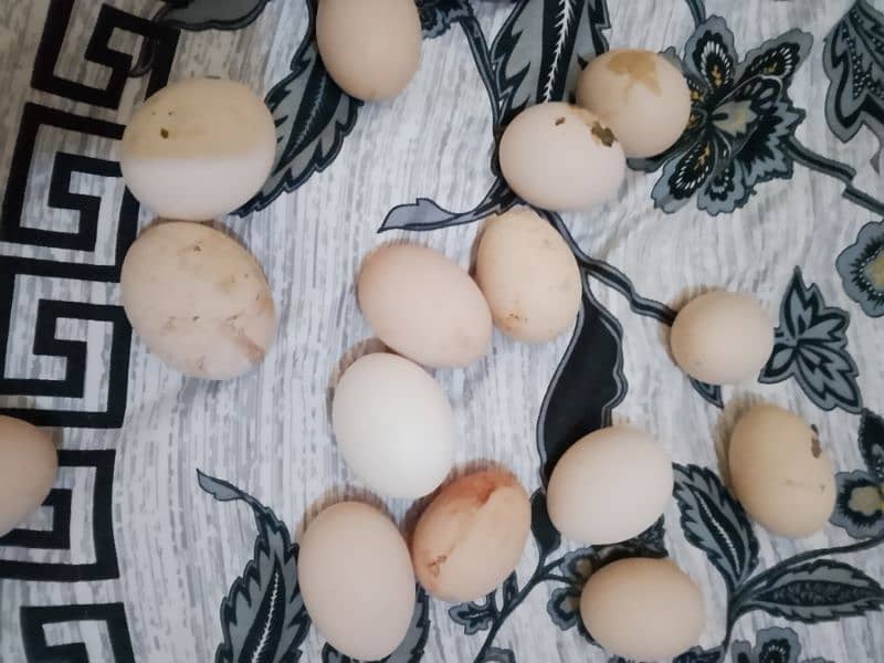 eggs for sale 2 egg paric 50 5