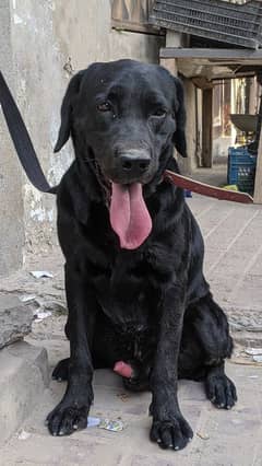 Labrador