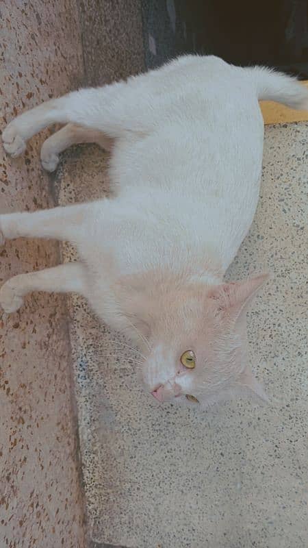 single coated white Persian cat 2