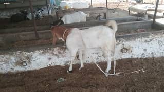 bakra