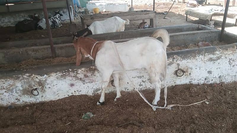 bakra 12 month age han 0