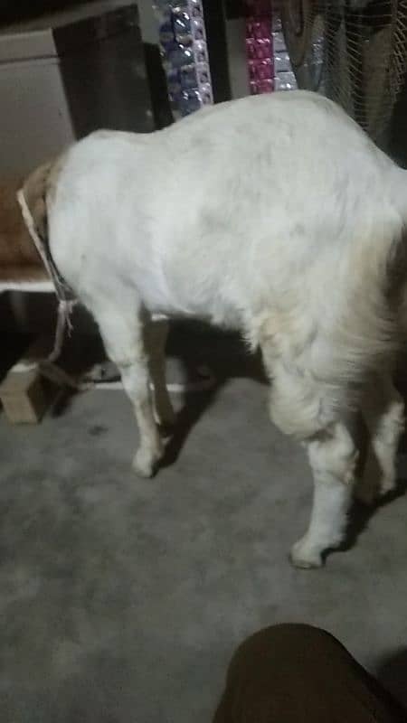 bakra 12 month age han 1