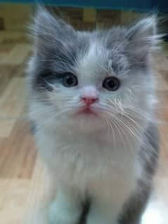 Scottish fold semi punch kitten pair