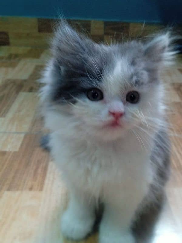 Scottish fold semi punch kitten pair 2