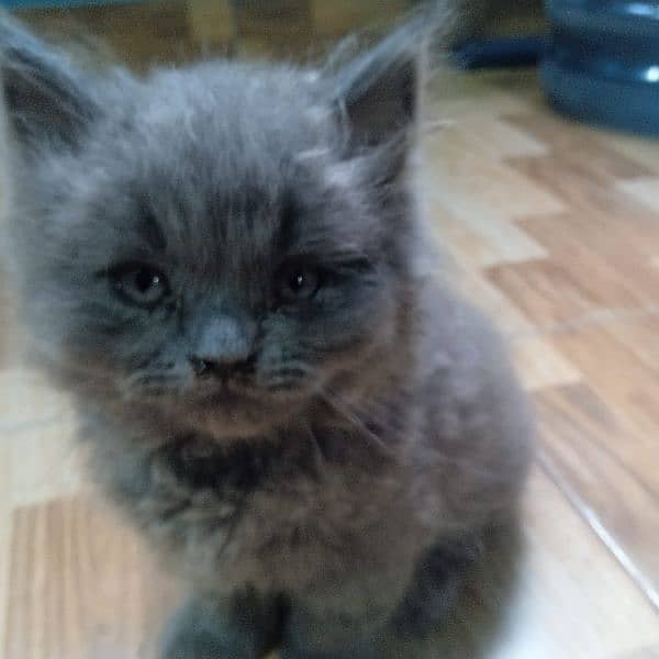 Scottish fold semi punch kitten pair 3