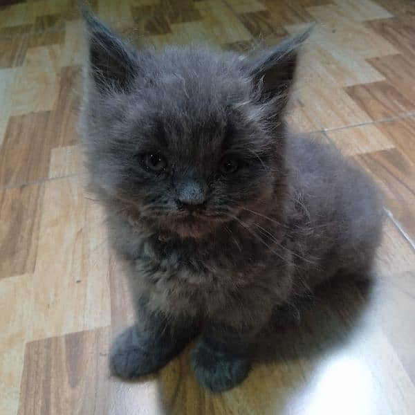 Scottish fold semi punch kitten pair 4