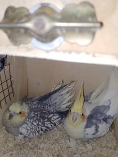 cocktail breeder pair with 1 or 2 eggs