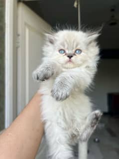 55-day-old, Male and Female kittens are ready to go forever homes.