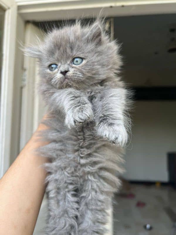 55-day-old, Male and Female kittens are ready to go forever homes. 1