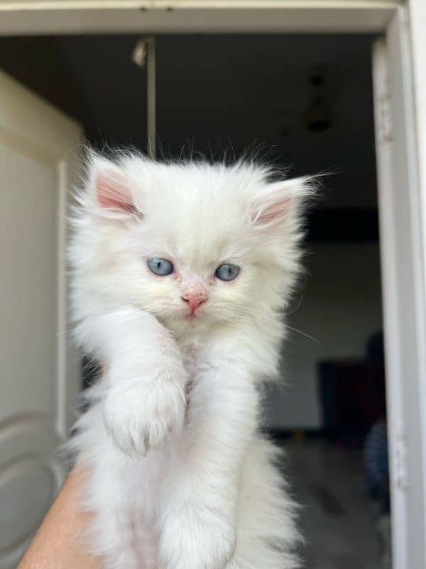 55-day-old, Male and Female kittens are ready to go forever homes. 2