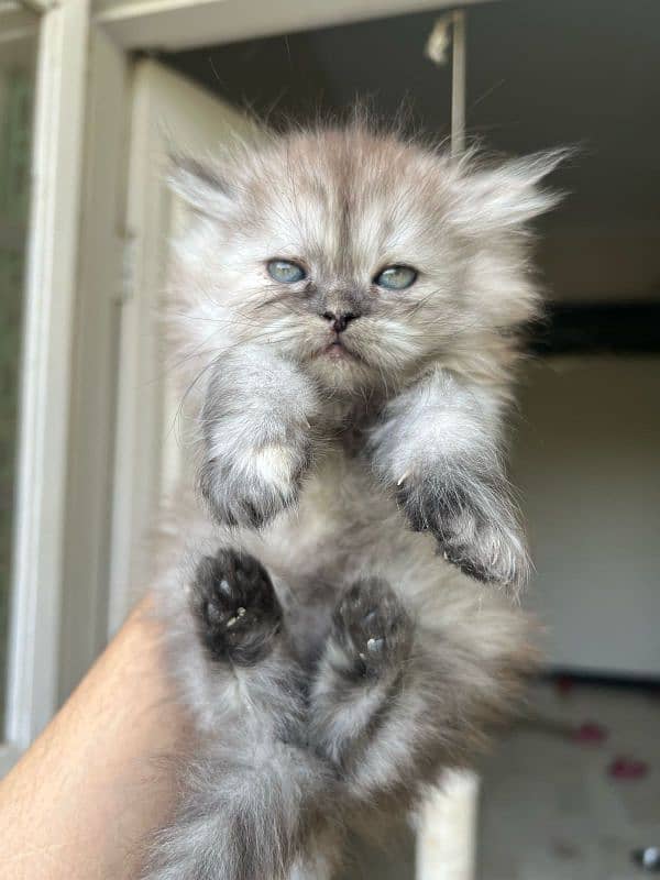 55-day-old, Male and Female kittens are ready to go forever homes. 3