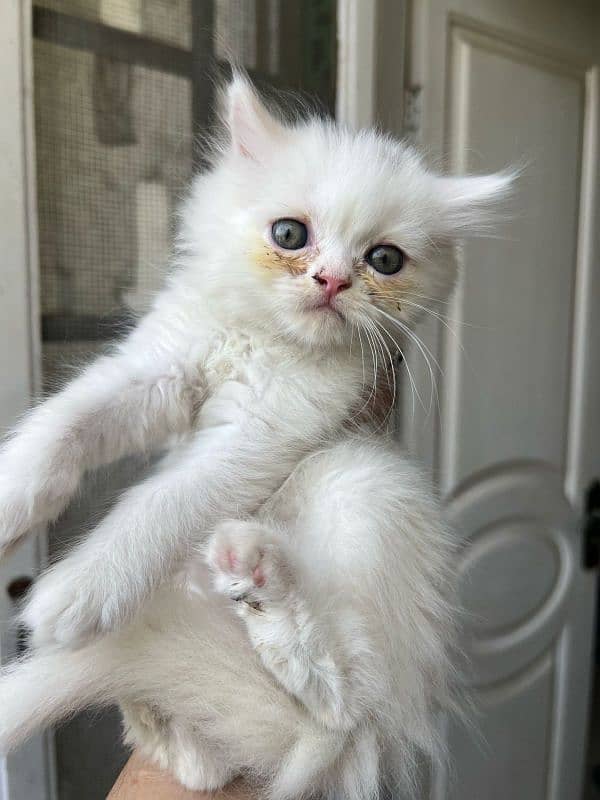 55-day-old, Male and Female kittens are ready to go forever homes. 4