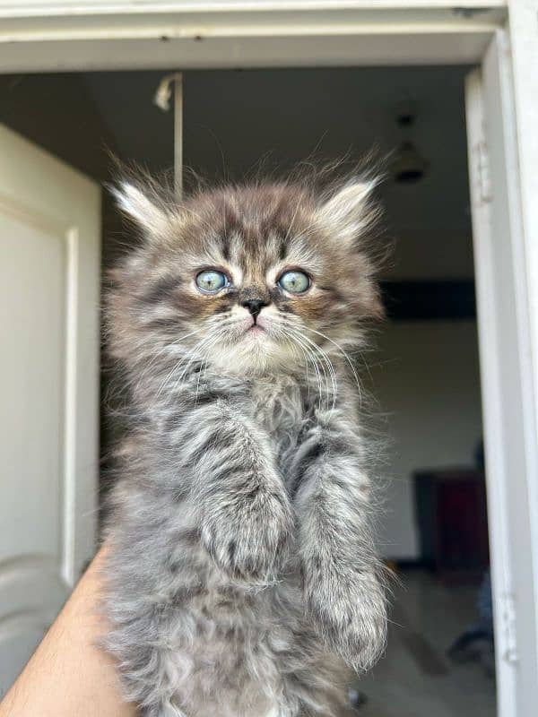 55-day-old, Male and Female kittens are ready to go forever homes. 6