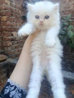 Persian kittens for sale