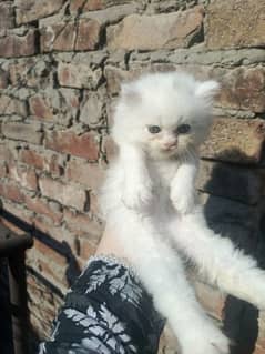 Persian kittens for sale