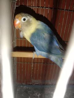 Lovebird breeder pair for sale with 4 eggs fertile