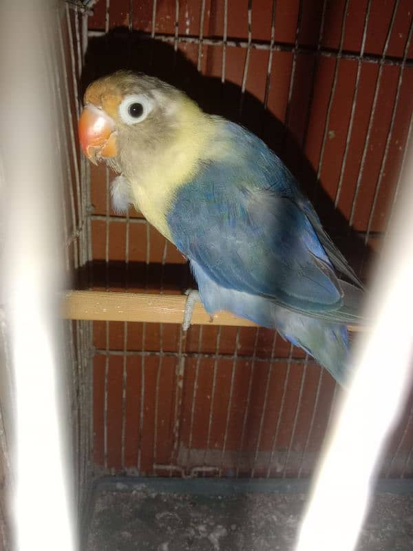 Lovebird breeder pair for sale with 4 eggs fertile and 1 chick 0