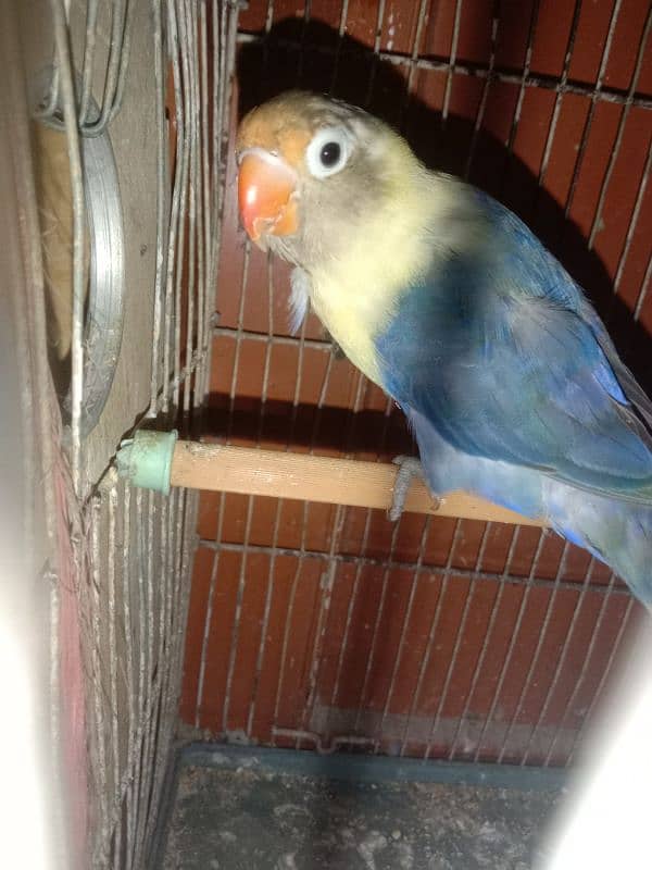 Lovebird breeder pair for sale with 4 eggs fertile and 1 chick 1