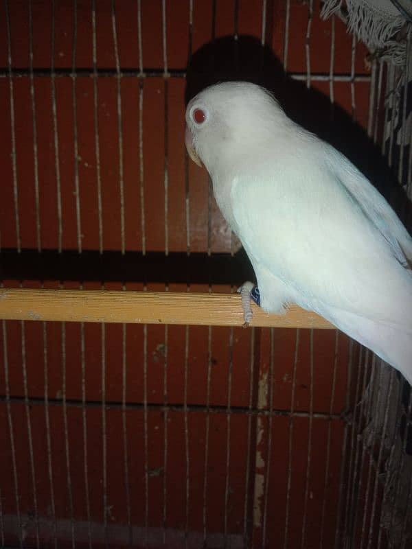 Lovebird breeder pair for sale with 4 eggs fertile and 1 chick 3