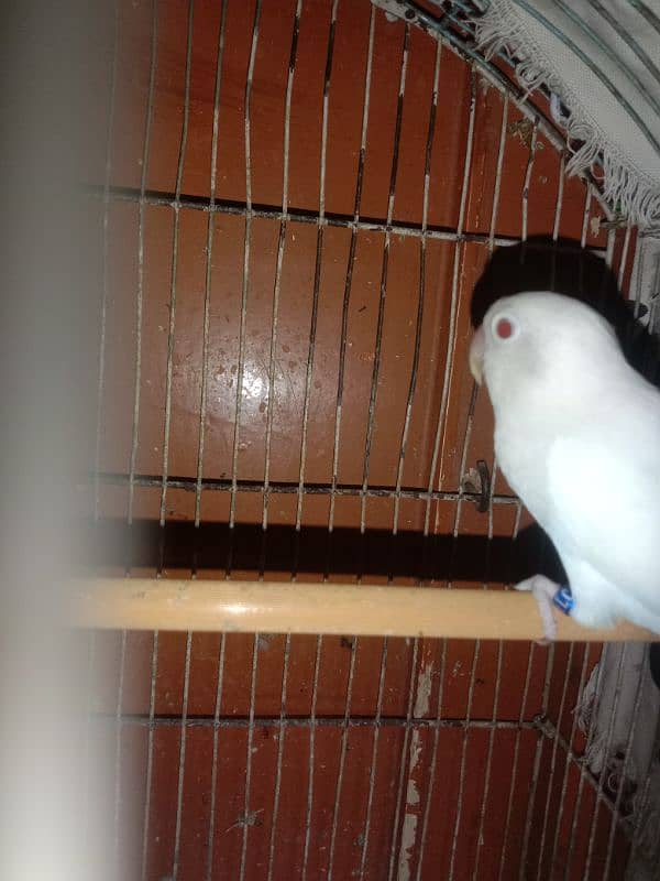 Lovebird breeder pair for sale with 4 eggs fertile and 1 chick 4