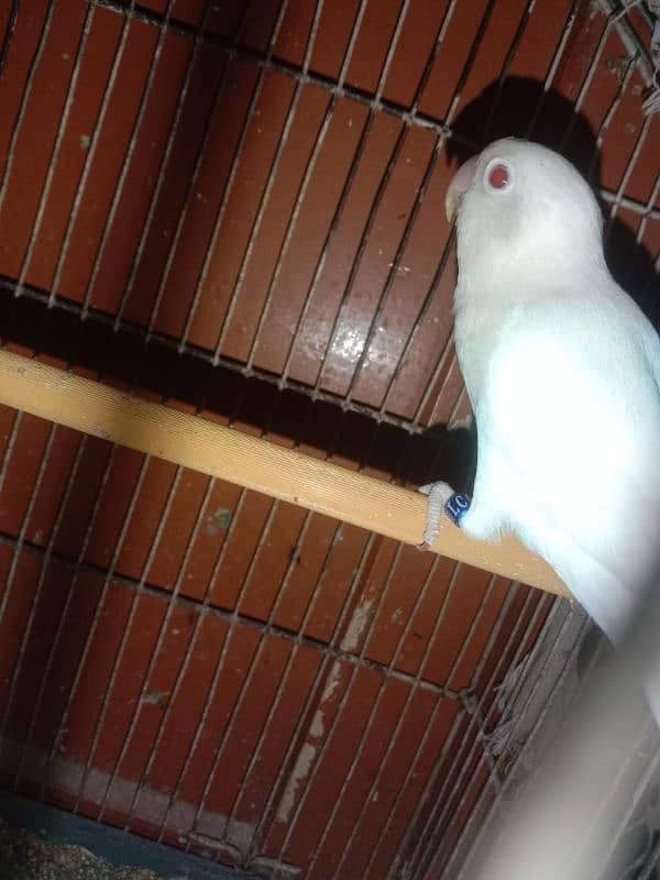 Lovebird breeder pair for sale with 4 eggs fertile and 1 chick 5