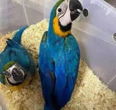 blue macow parrot chicks for sale watsaap number 0330*759*52*48