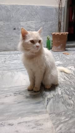 Persian Male cat Orange Eyes