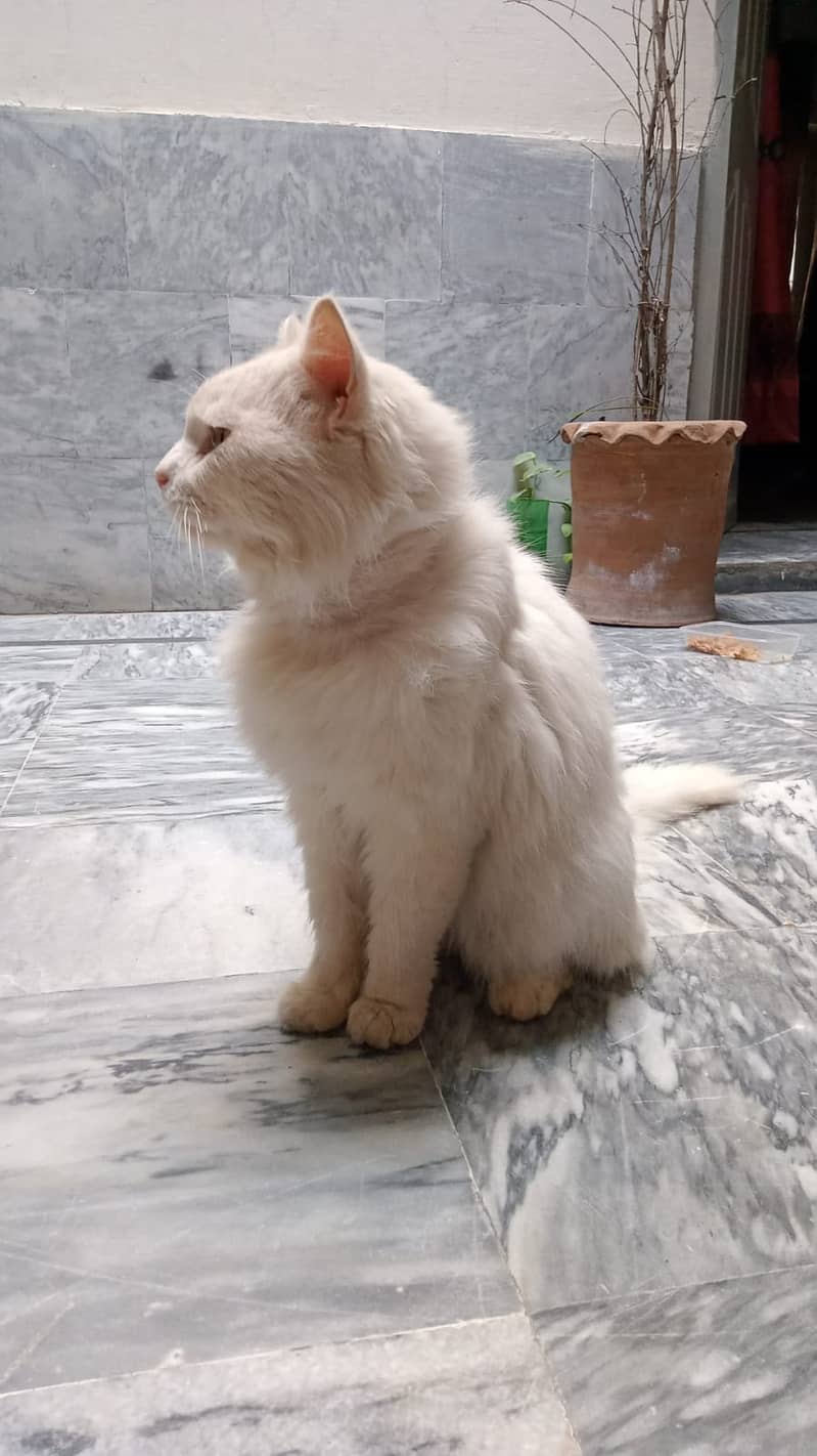 Persian Male cat Orange Eyes 2