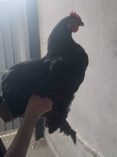 golden misri |Lohman brown| golden buff |australorp | rir | Black Buff