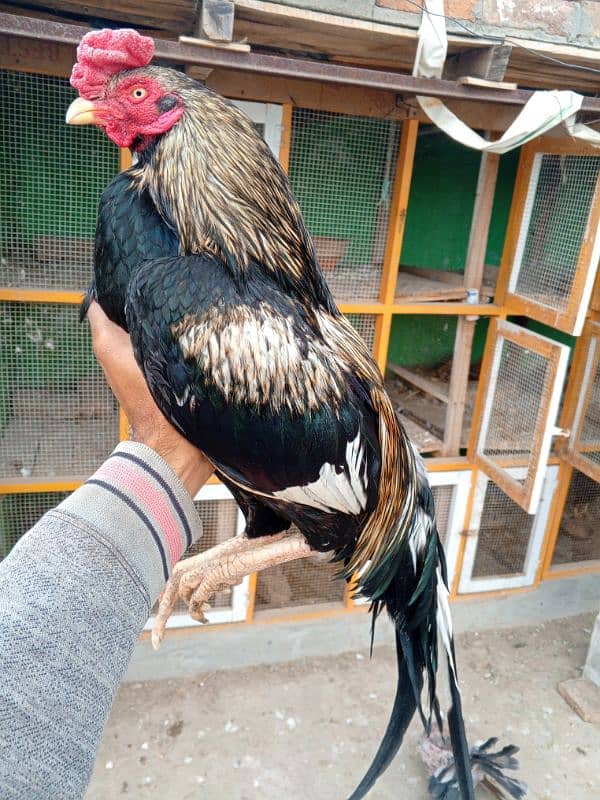 merathi breeder & merthi cross patha 5