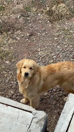 Golden Retriever Pup