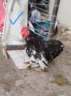 Molted Bantam/Bentam Fresh Fertile Eggs