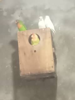 Love birds breeder pair