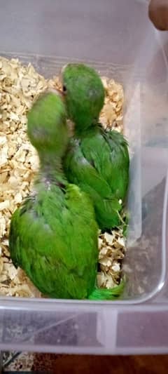 GREEN RING NECK CHICKS