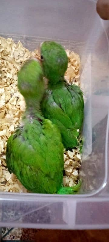 GREEN RING NECK CHICKS 0