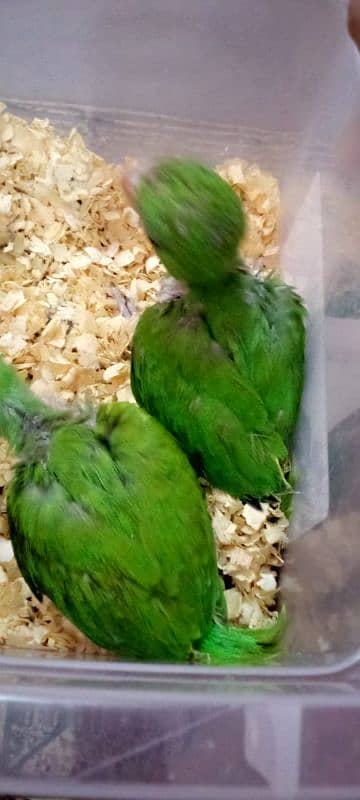 GREEN RING NECK CHICKS 1