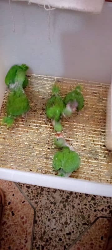 GREEN RING NECK CHICKS 10